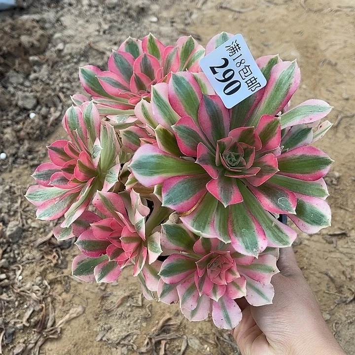 290粉女巫不太圆2