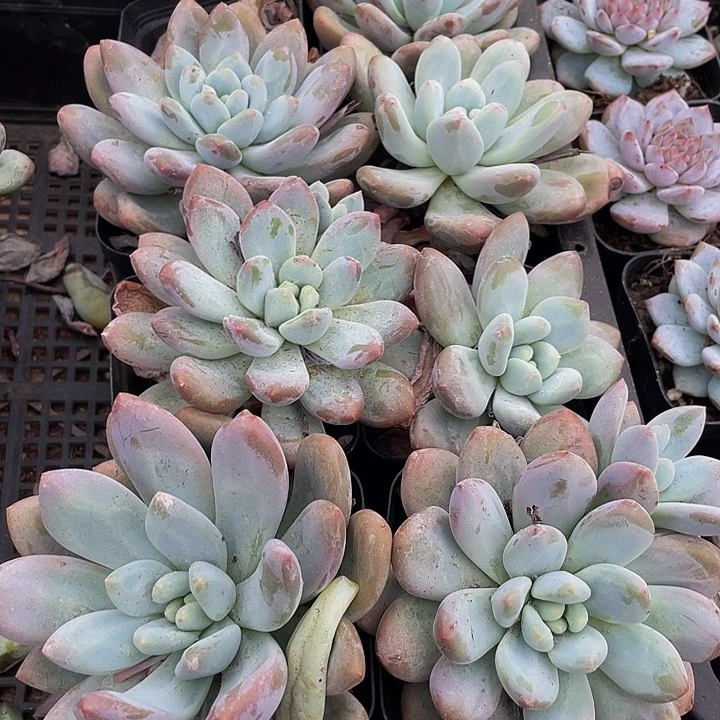 大香水带盆土发货