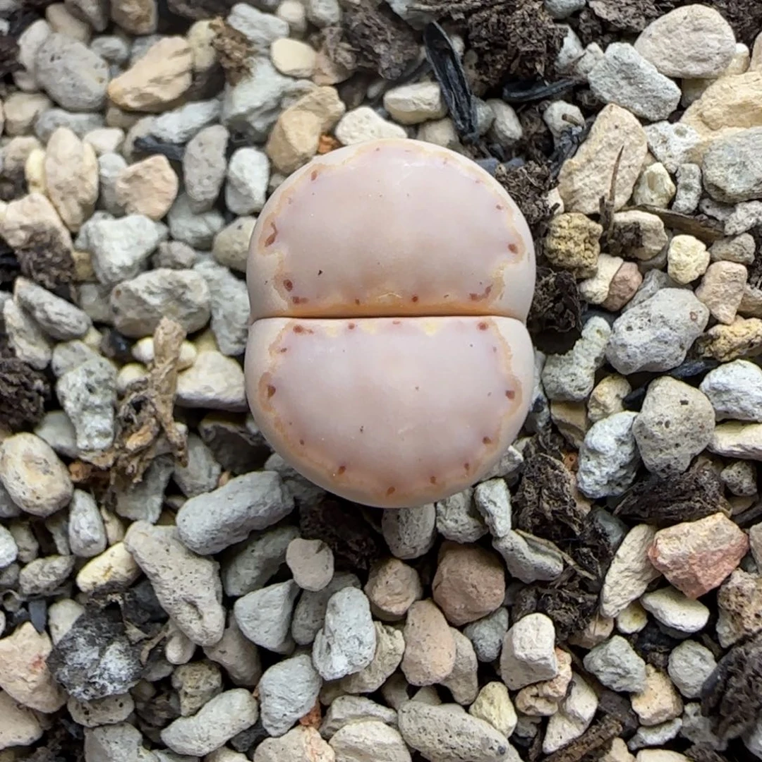 440 生石花大棚直播