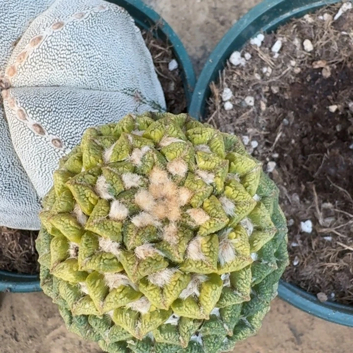 768苗接大尤黑牡丹锦