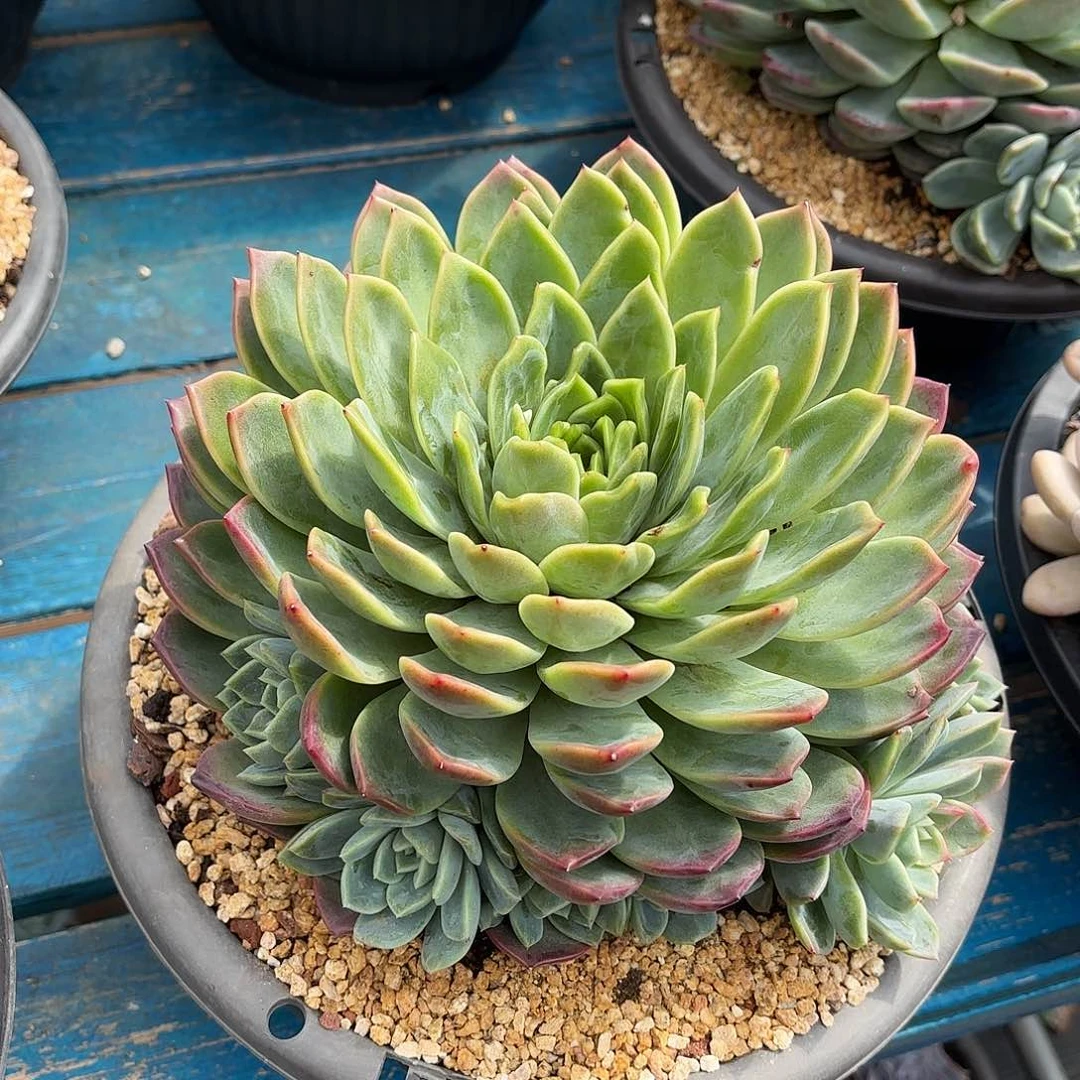 韩版冬云优选多肉植物
