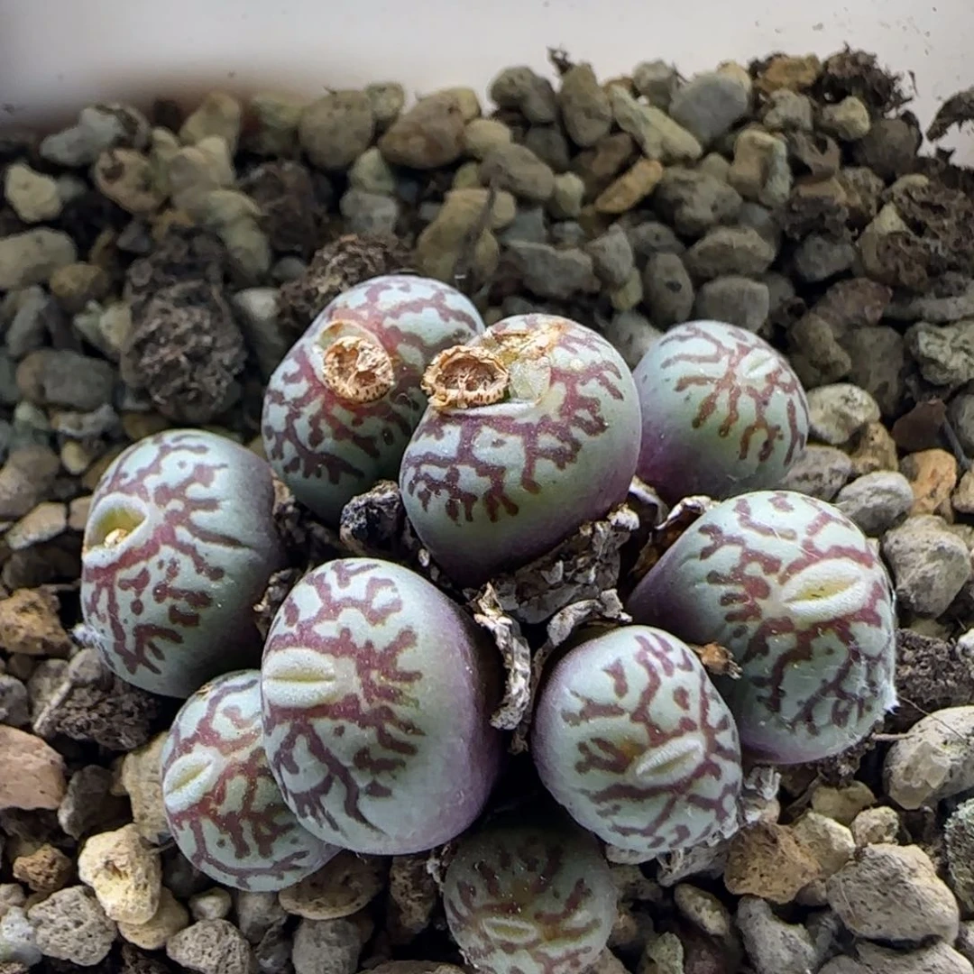 3-8-4-4当天满58包邮嘟嘟嘴粗纹墨脱土