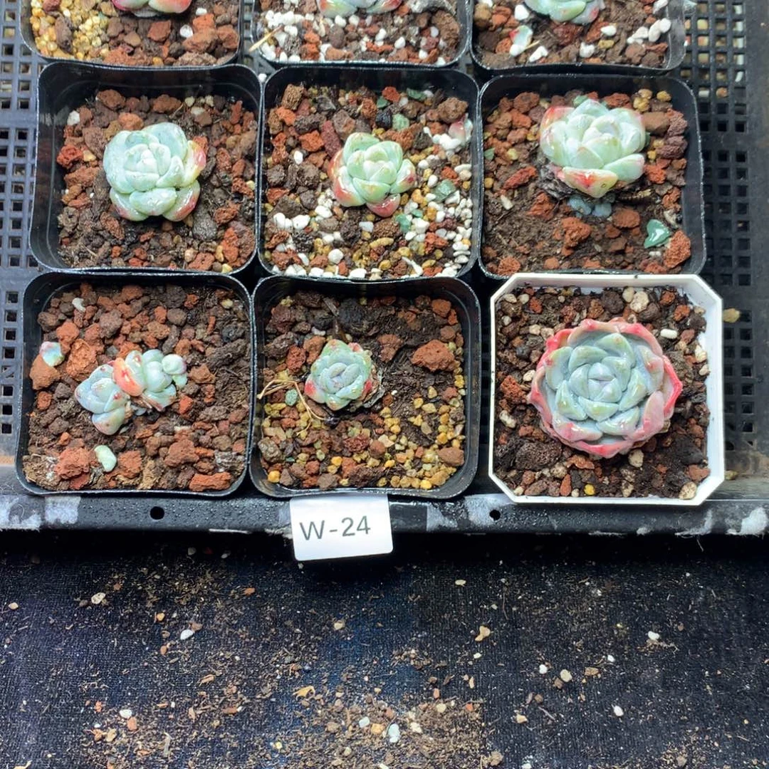 全部花朵W24英语英语