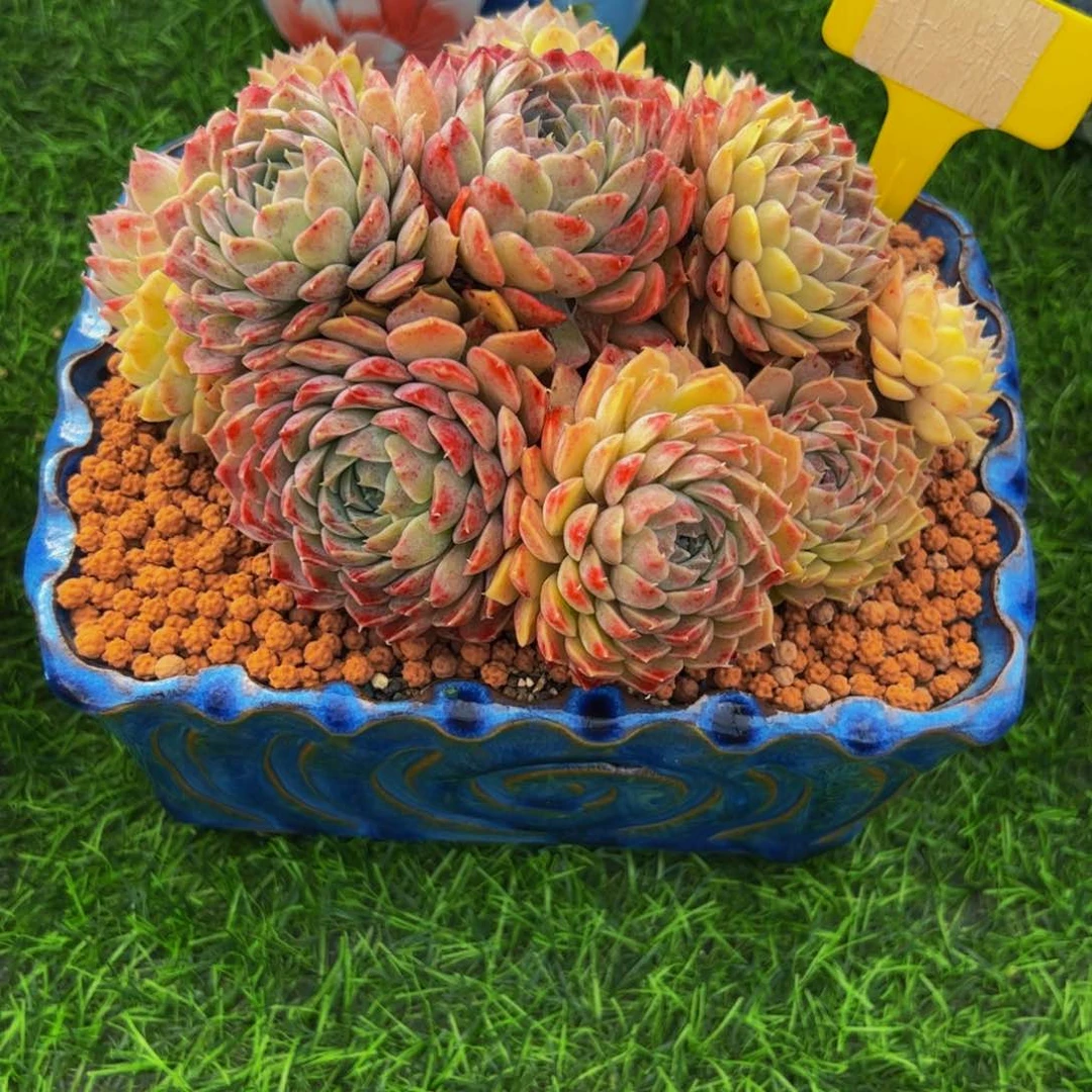 安**身朱砂痣小老桩带盆