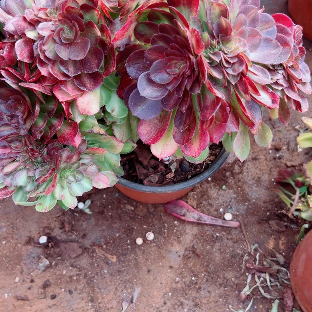 我3883 号多肉法师新年福利