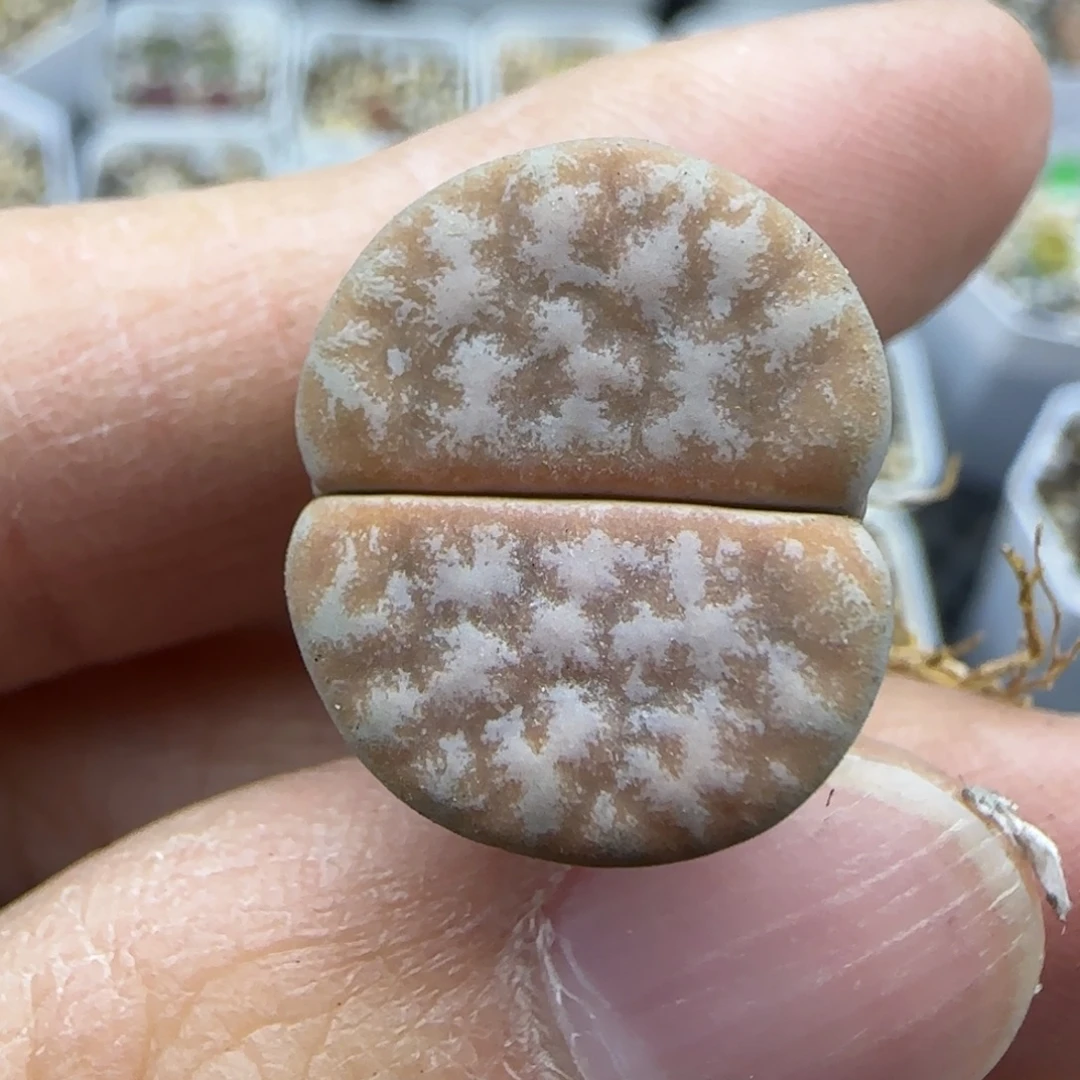 561拿铁清框福利30包邮