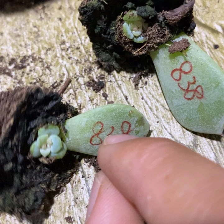 甜心838芽苗一个多肉