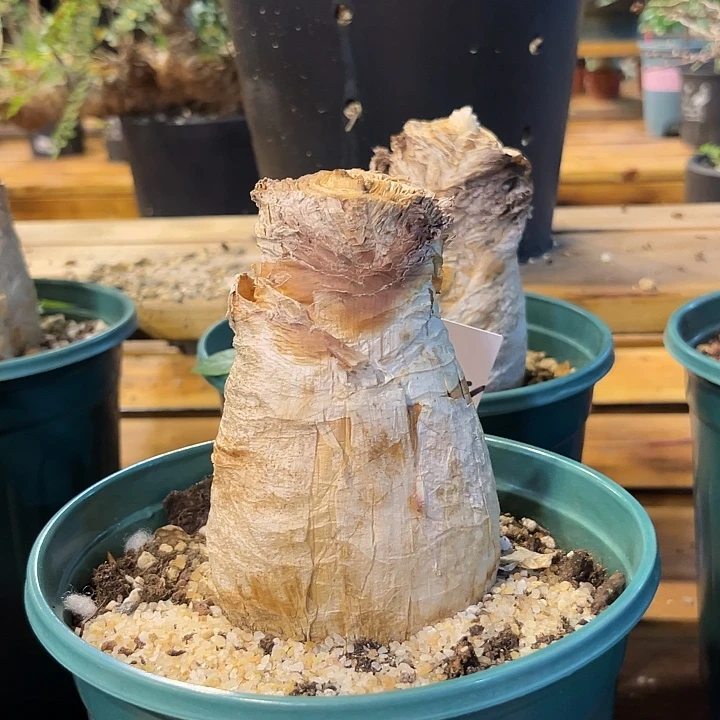 汤圆植物巨凤之卵108