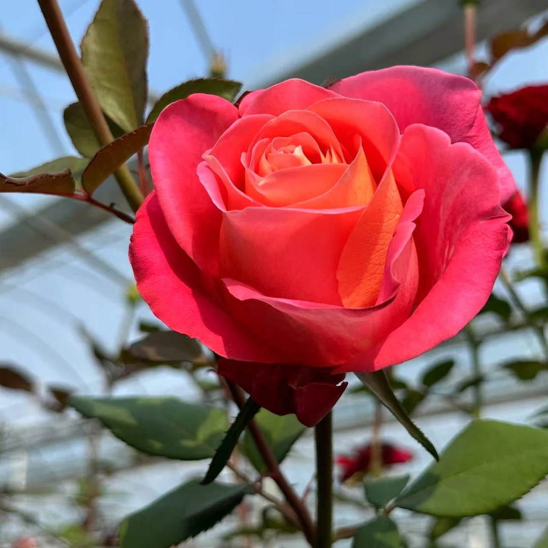 【卓昂玫瑰园】女武神新品玫瑰四季开花大花庭院阳台切花高杯月季