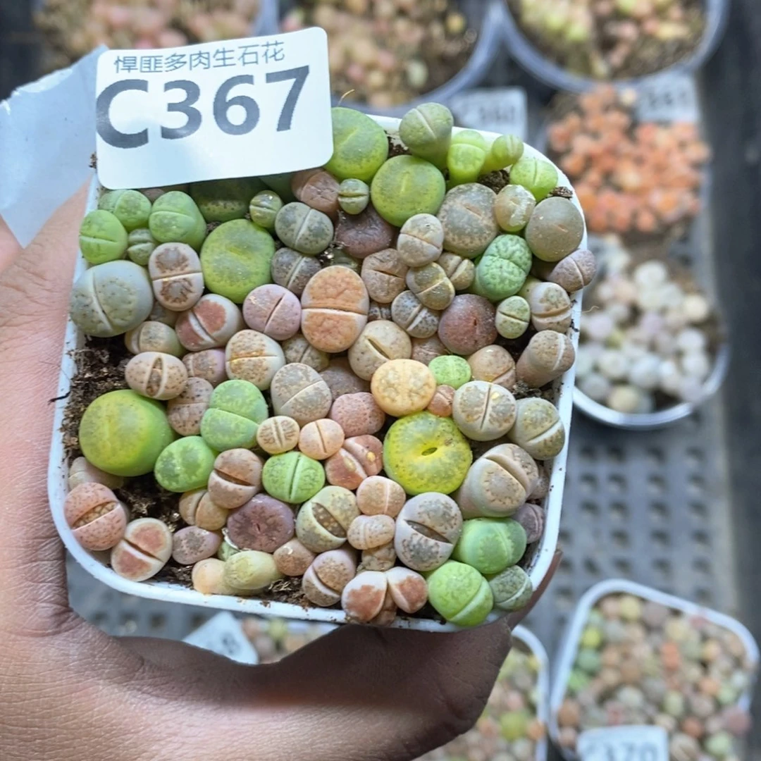 1**4367号多肉植物多肉植物