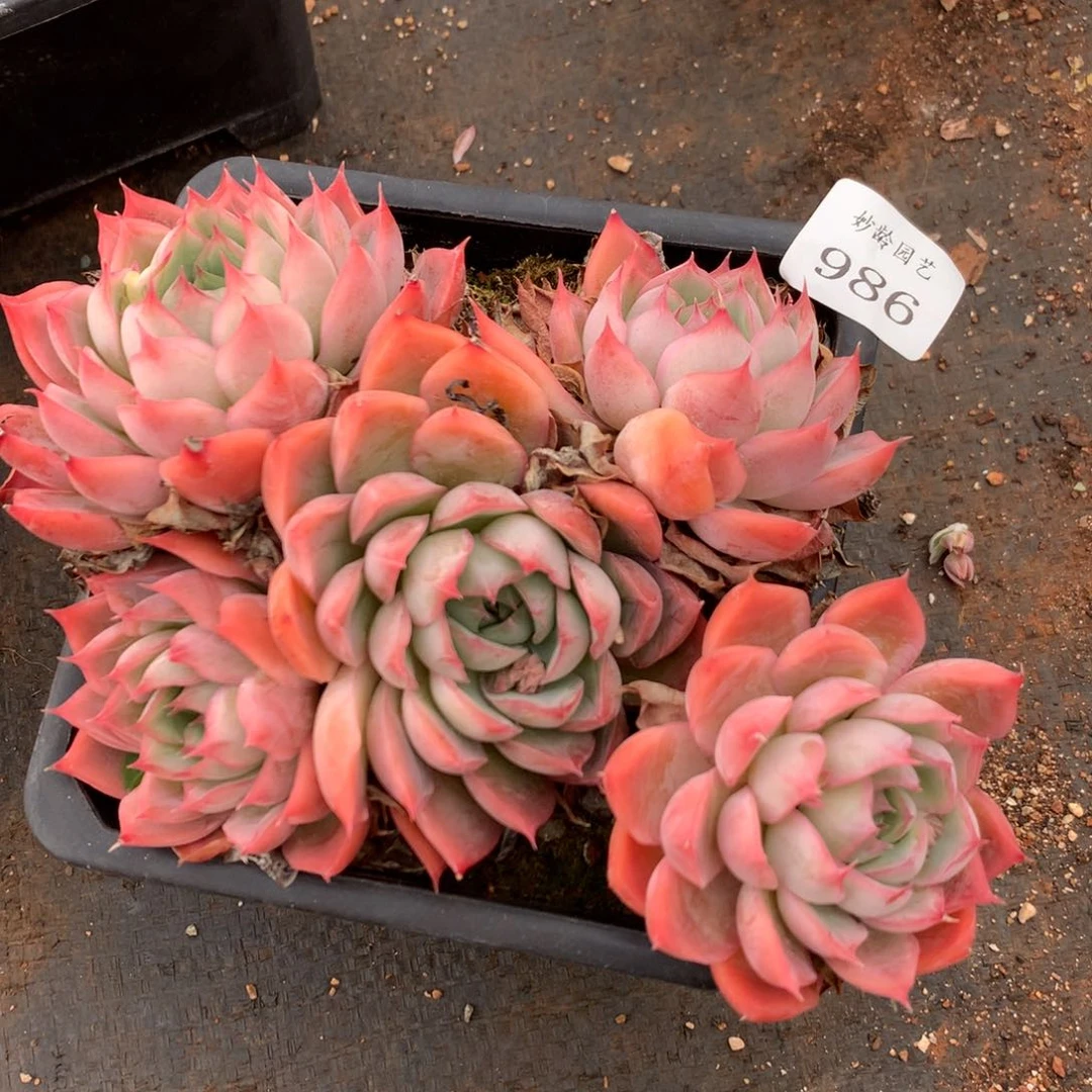 986杂交精品基地冠16