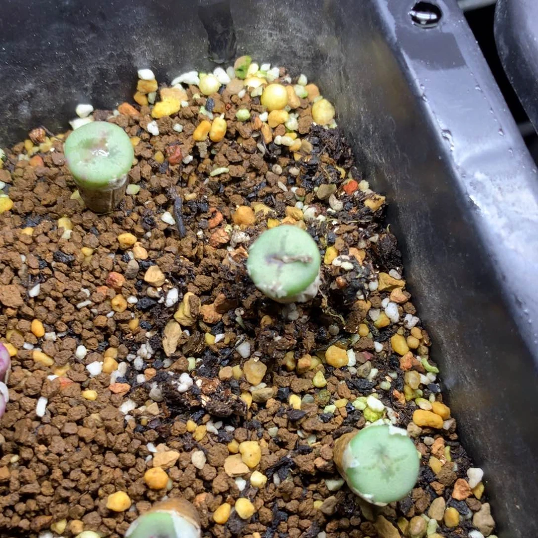 a902十字纽扣一颗