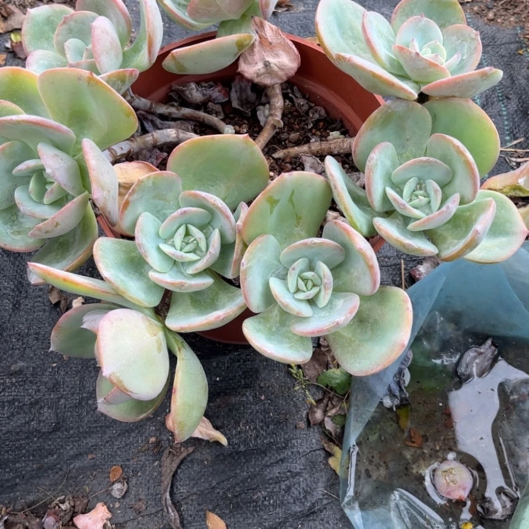 【闪购商品】无花朵?****ঞ