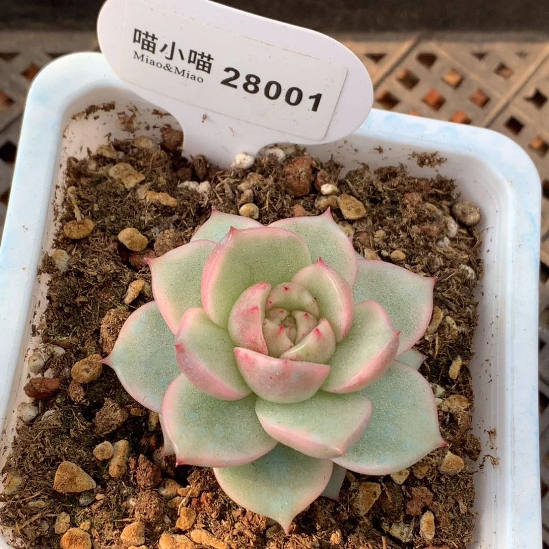 单***纯多肉植物杂交珍妮