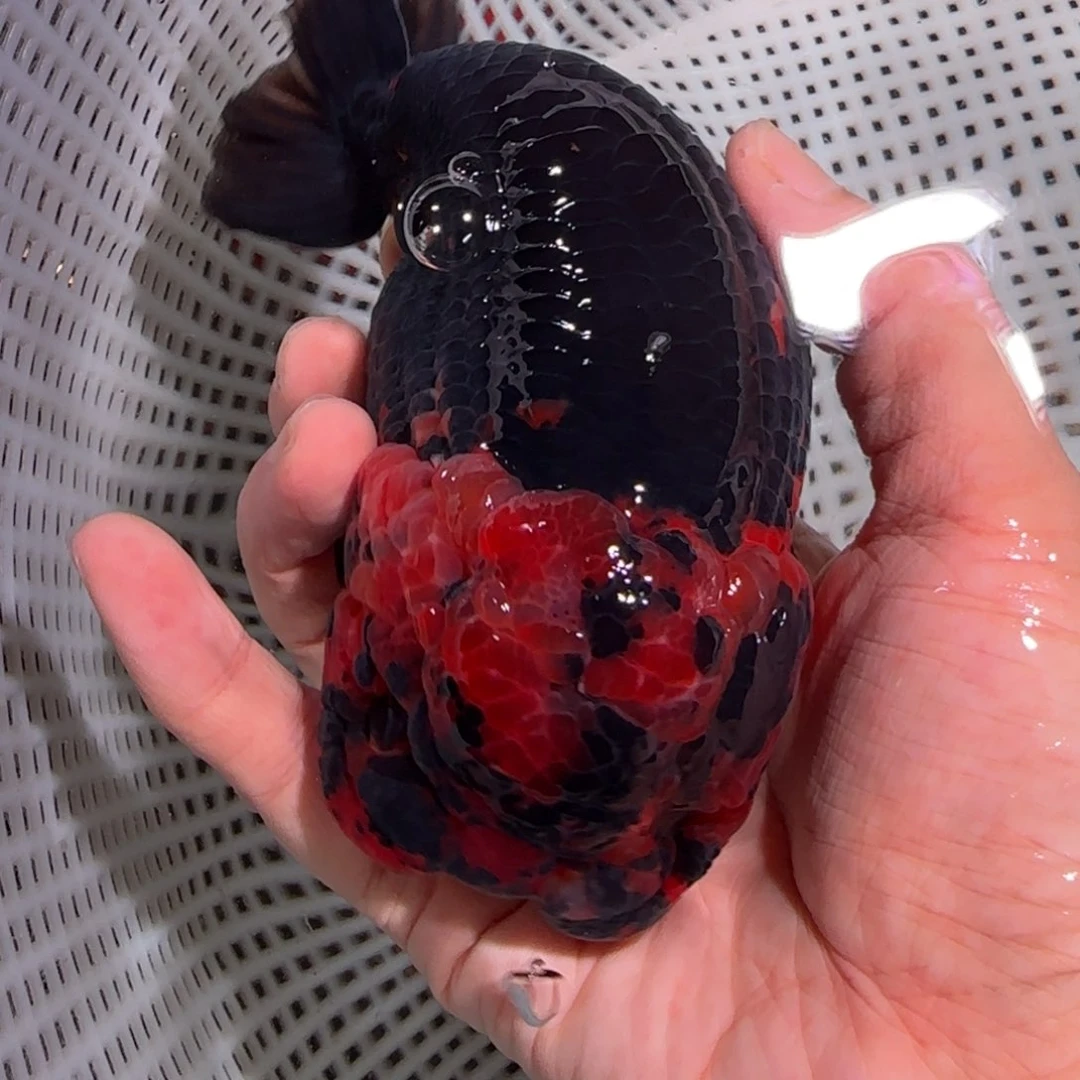 金鱼黑袍公鱼14公分