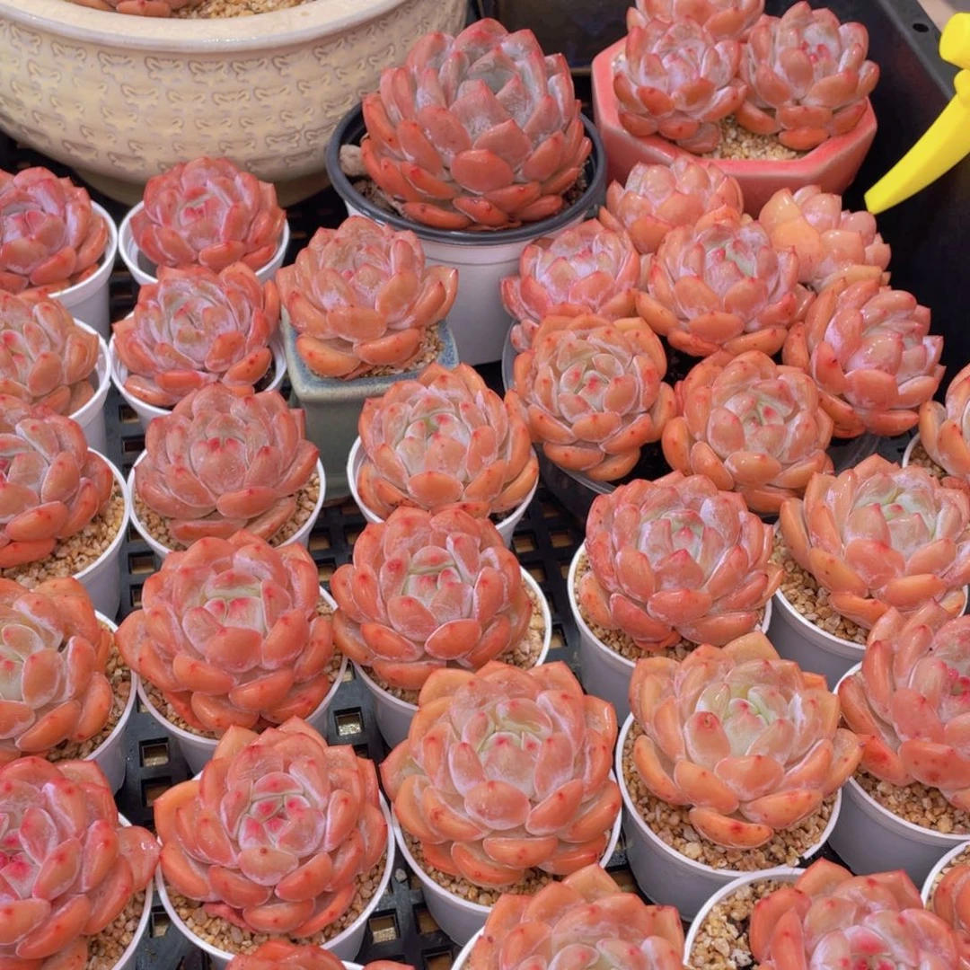 量拍66号 果冻韩版仙女橙单头5个