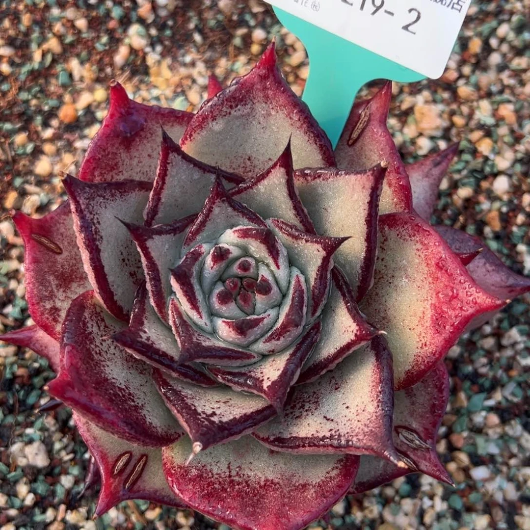 从前慢多肉精选编号0219.2