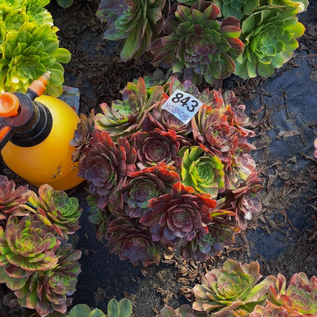 花月夜法师朵朵1-30