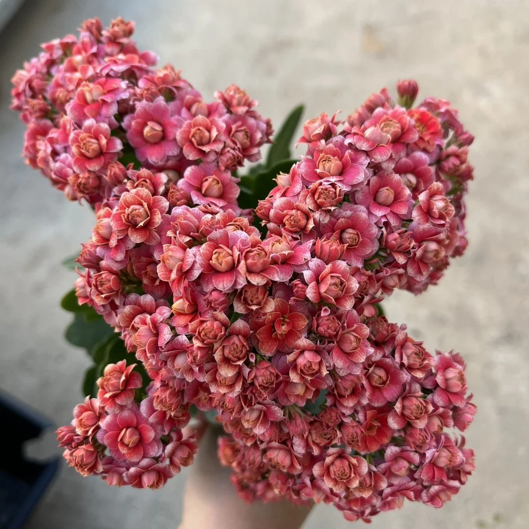 花火复色变色110盆重瓣长寿花