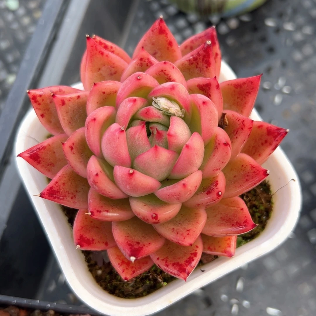 SP （满38包邮）多肉