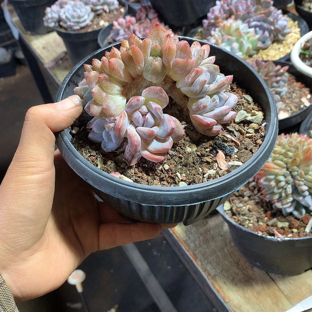 无砍12头多开哈哈哈哈哈哈哈