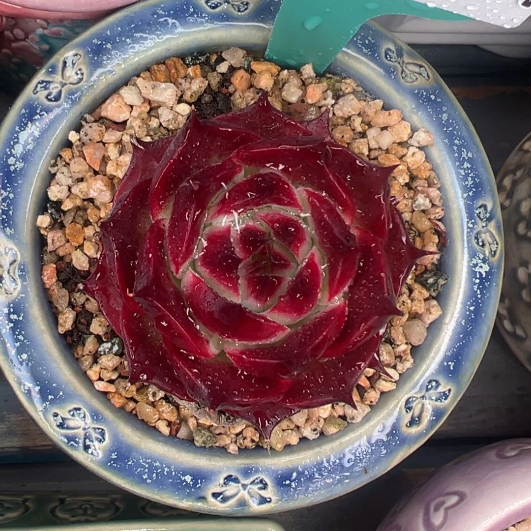 多肉一物一拍0213-344