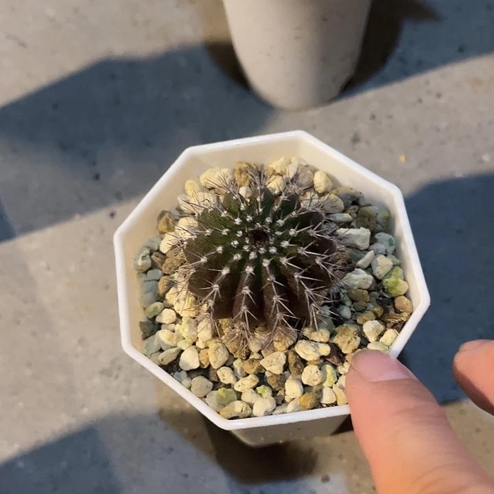 无花朵实生尤伯球一物一拍