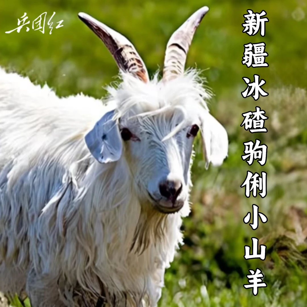 新疆【冰碴驹俐/整羊】七分体小山羊【现称现拍】新疆牧民散养