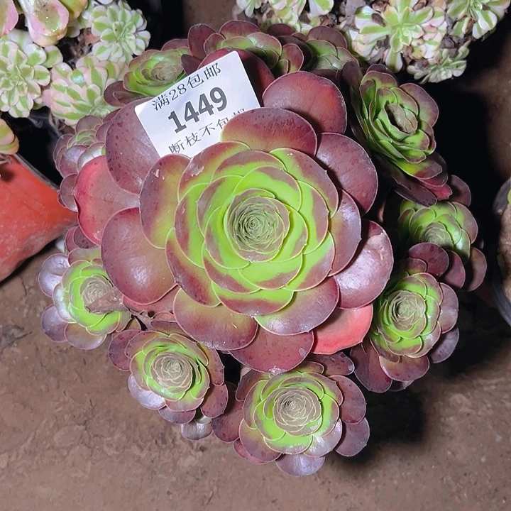 1449魅金玫瑰多肉植物