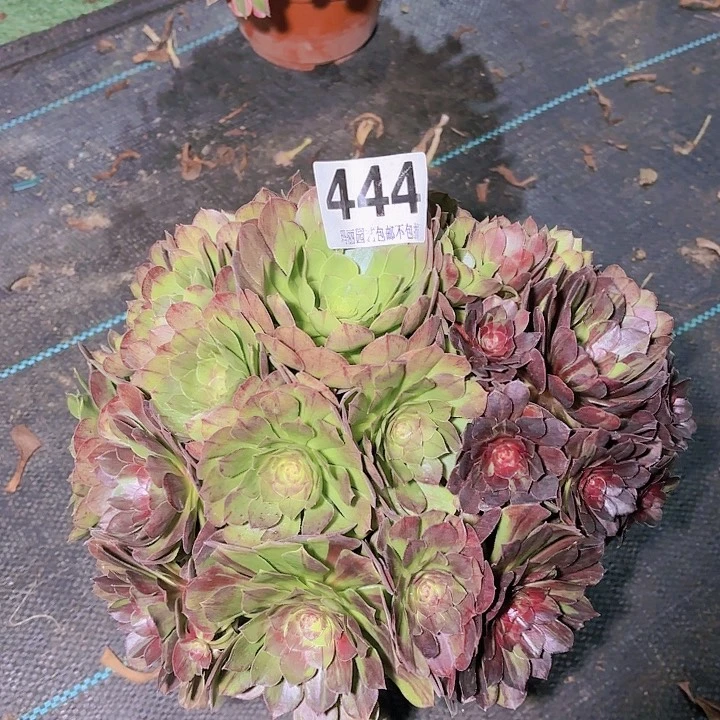 【闪购商品】不**续444花月夜2-7