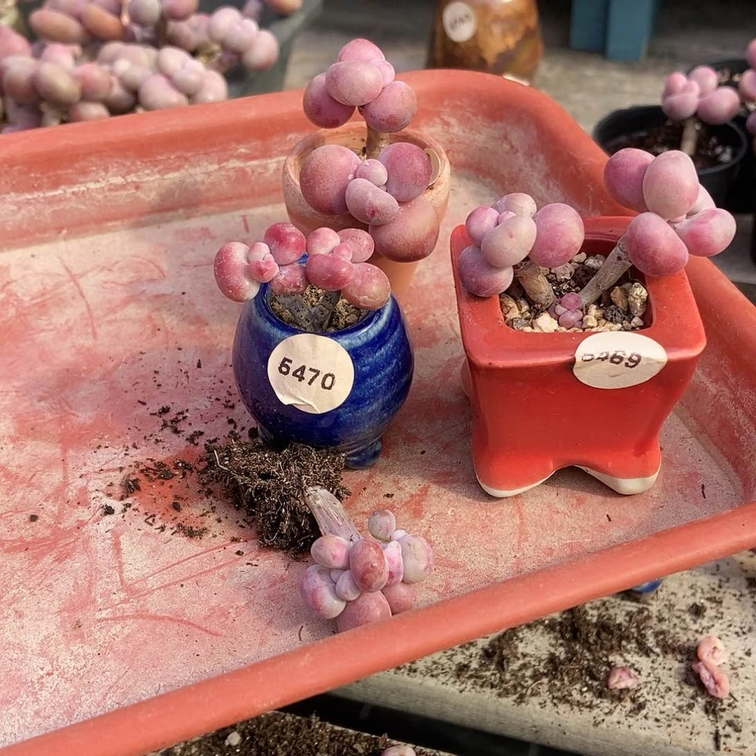 C****6077一筐不带盆土