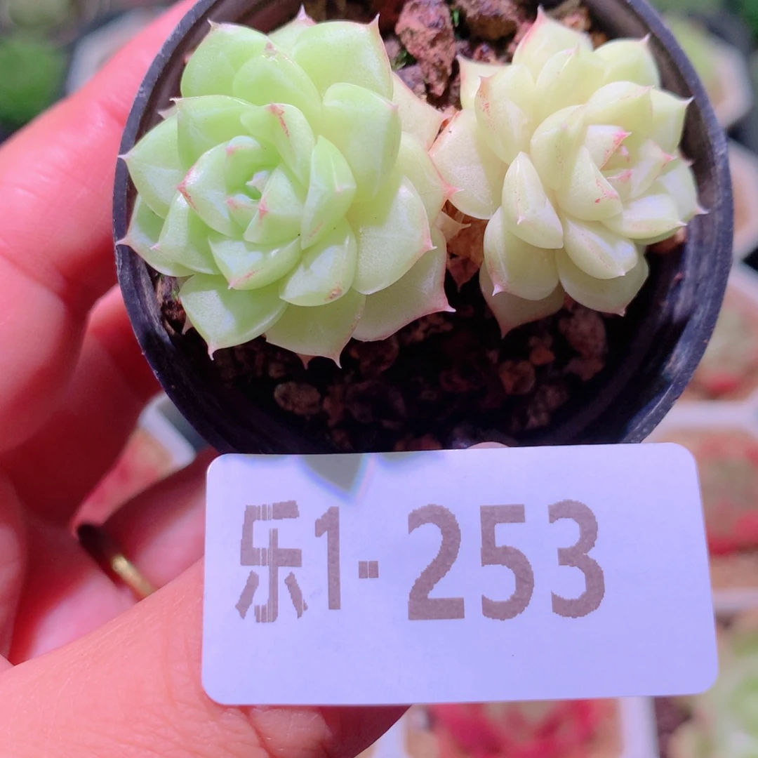 乐然1-253 白天鹅