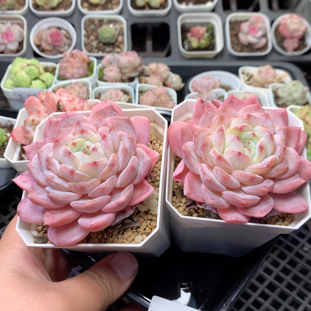 无花朵S75英语英语