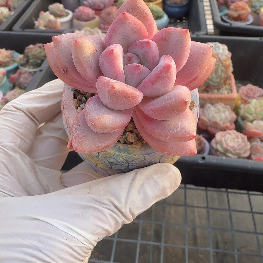 人***7星星雪 多肉含盆土 一物一拍