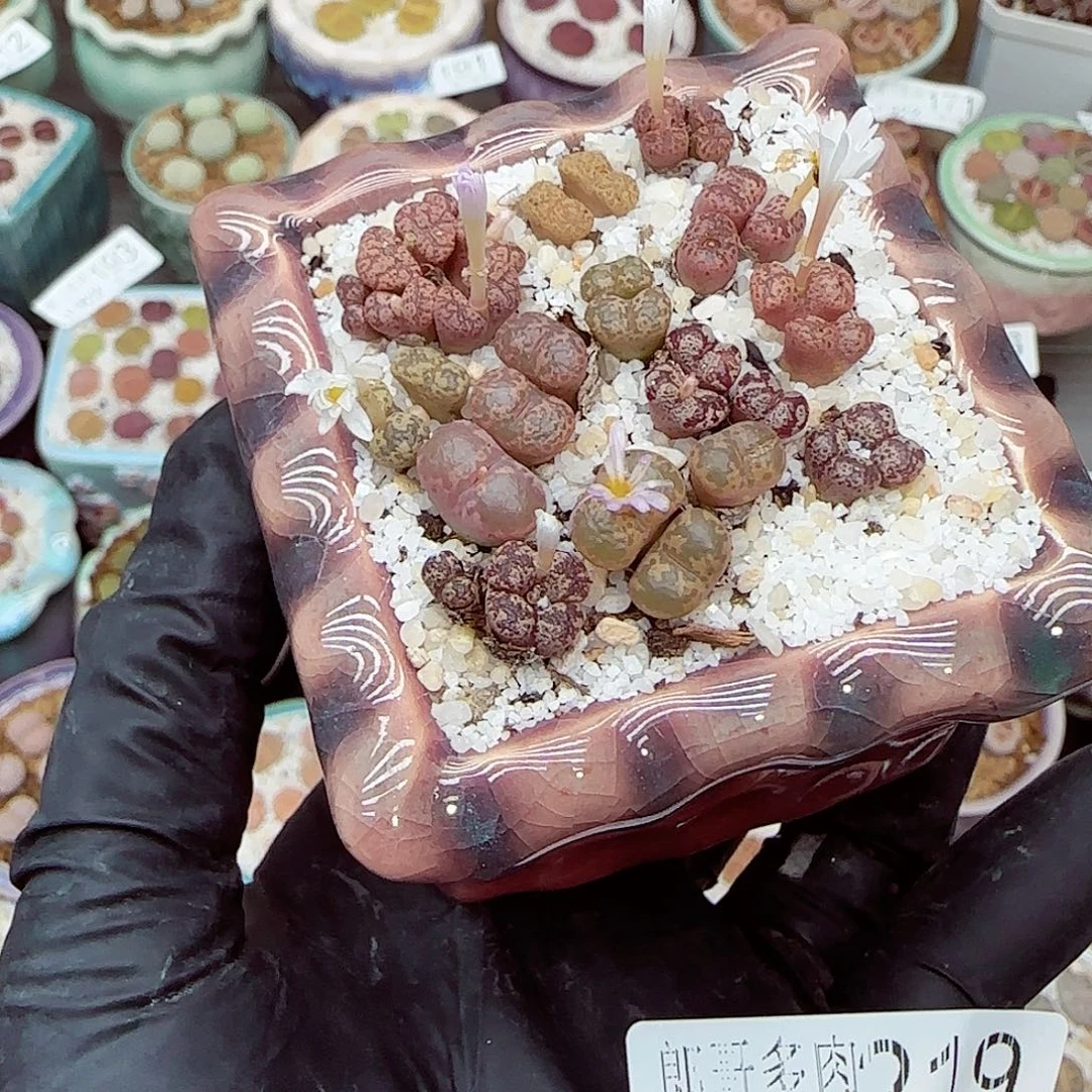生石花满18包邮0922-219