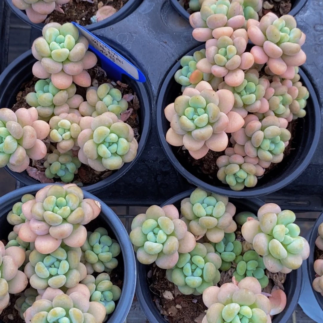 49-精品母本老桩丸叶洛可可群一个