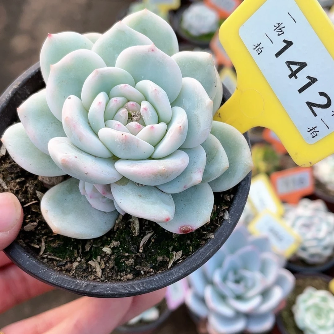 【闪购商品】1412号