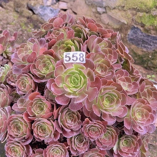 。***，多肉植物一个荷兰玫瑰