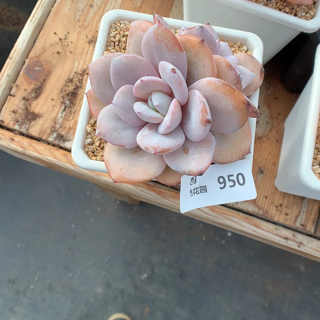 950奶茶微瑕多肉植物666