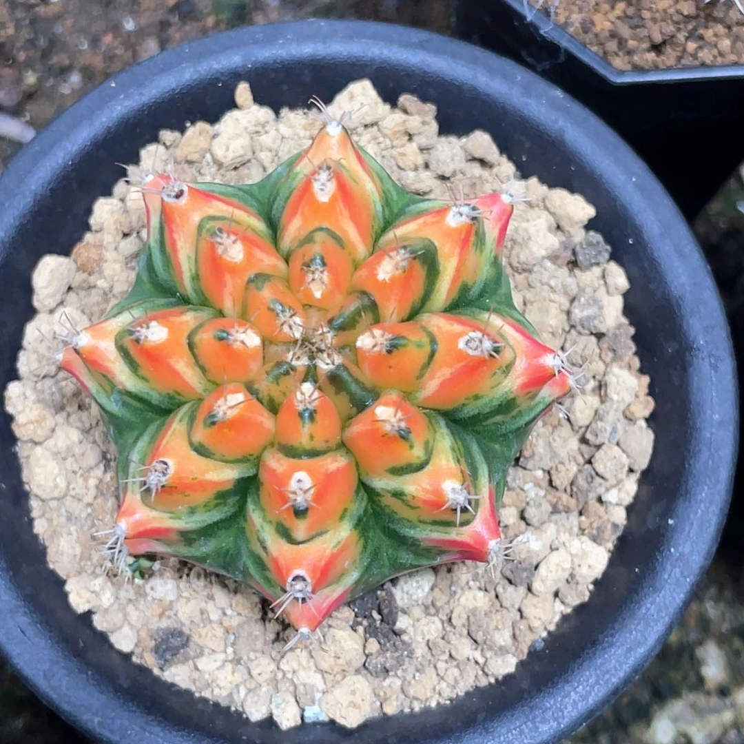 当前无花朵，栽培后可花朵泰系名品侧，T3115