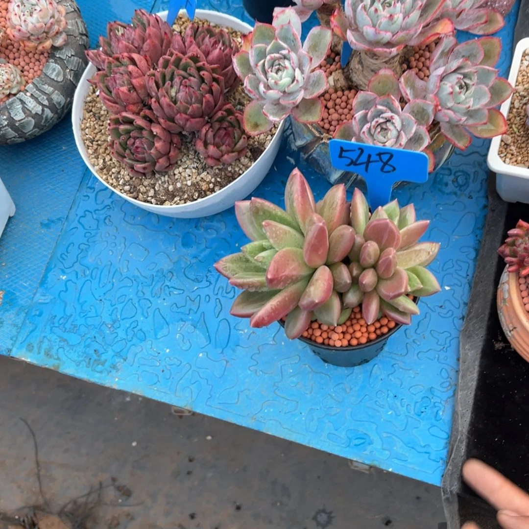 二*548迷雾泡泡多肉