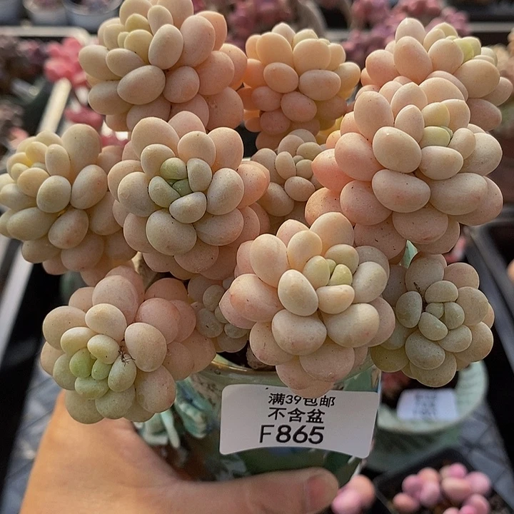 洛可可老桩10cm865多肉植物