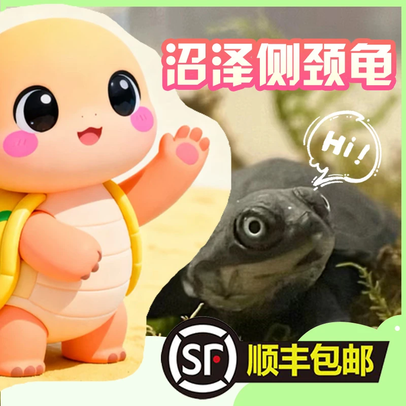 沼泽侧颈龟黄头侧颈龟乌龟忍者神龟活体西非侧颈龟直播窄桥蛋龟