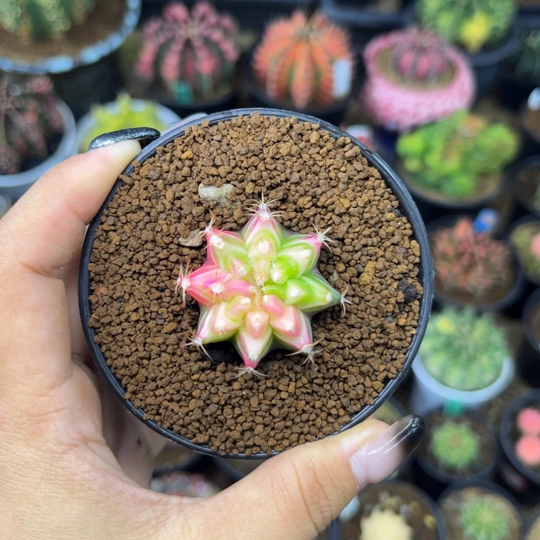 星***霜泰系米哈锦000000