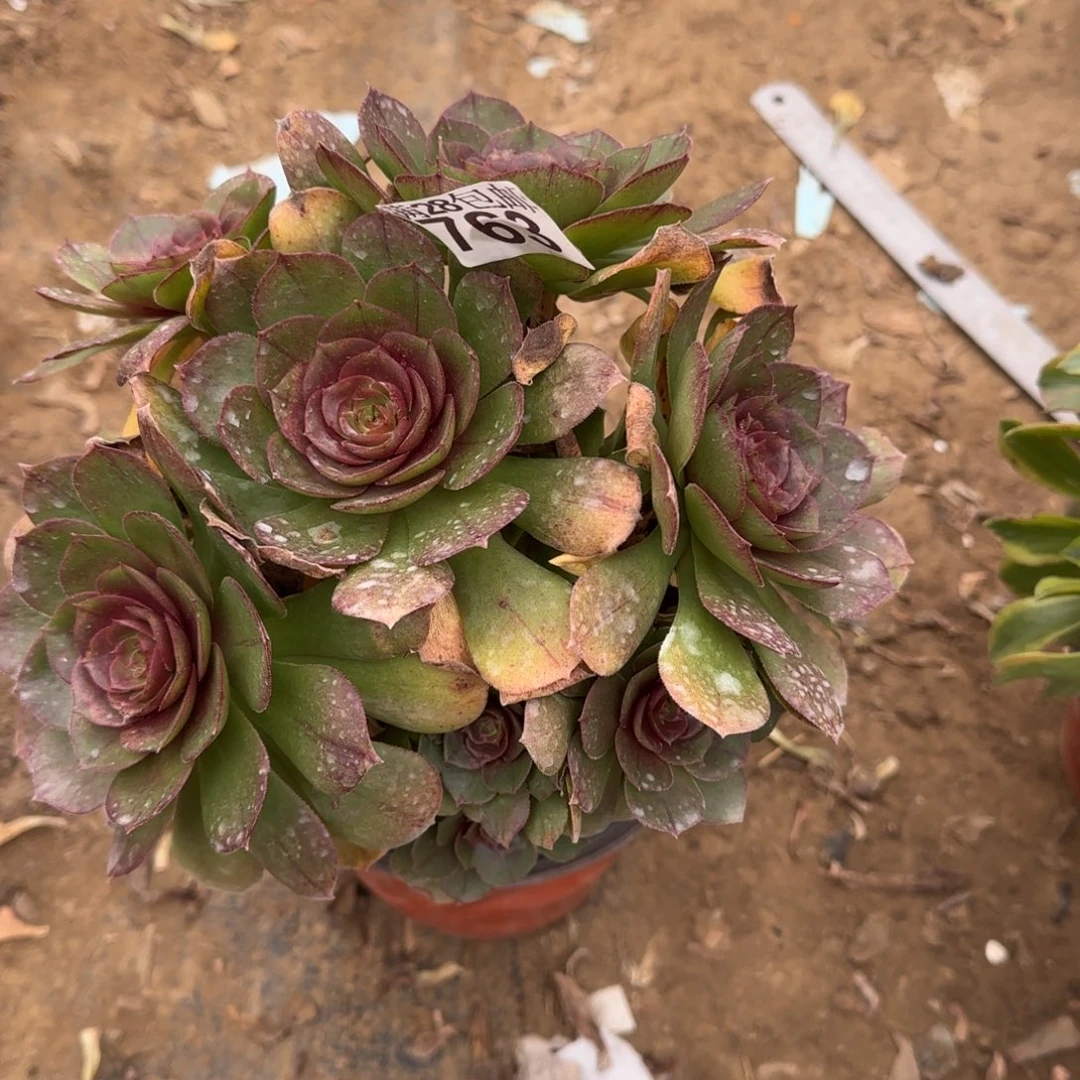 有砍沙拉万多肉763满28包邮断枝不包