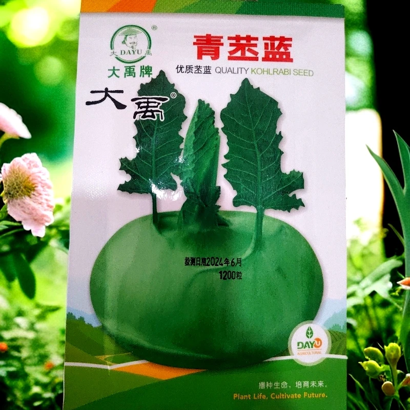 青苤蓝种子（苤蓝旮瘩）