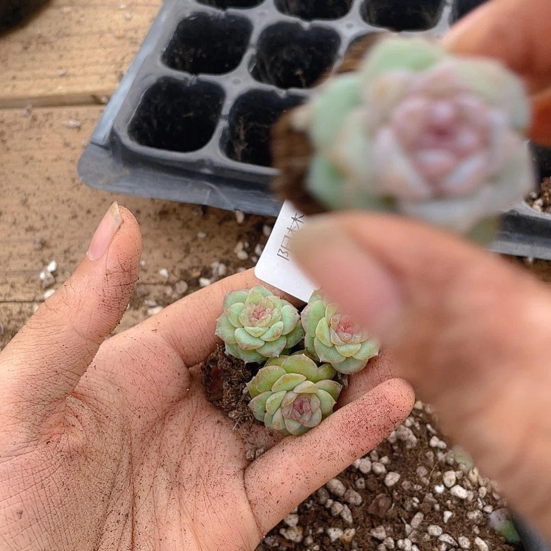 薄***猫多肉植物多肉植物332