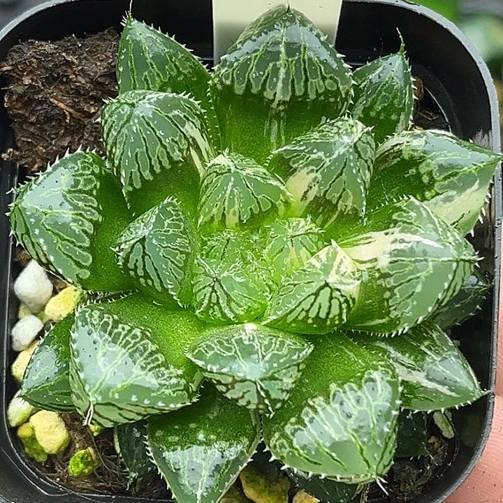 14大叶楼兰玉露锦