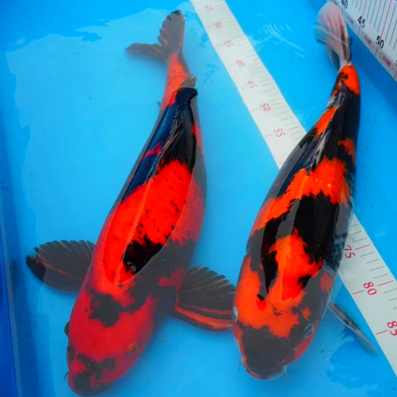 包邮  包邮  纯种血统多种花色锦鲤冷水淡水观赏鱼好养耐活