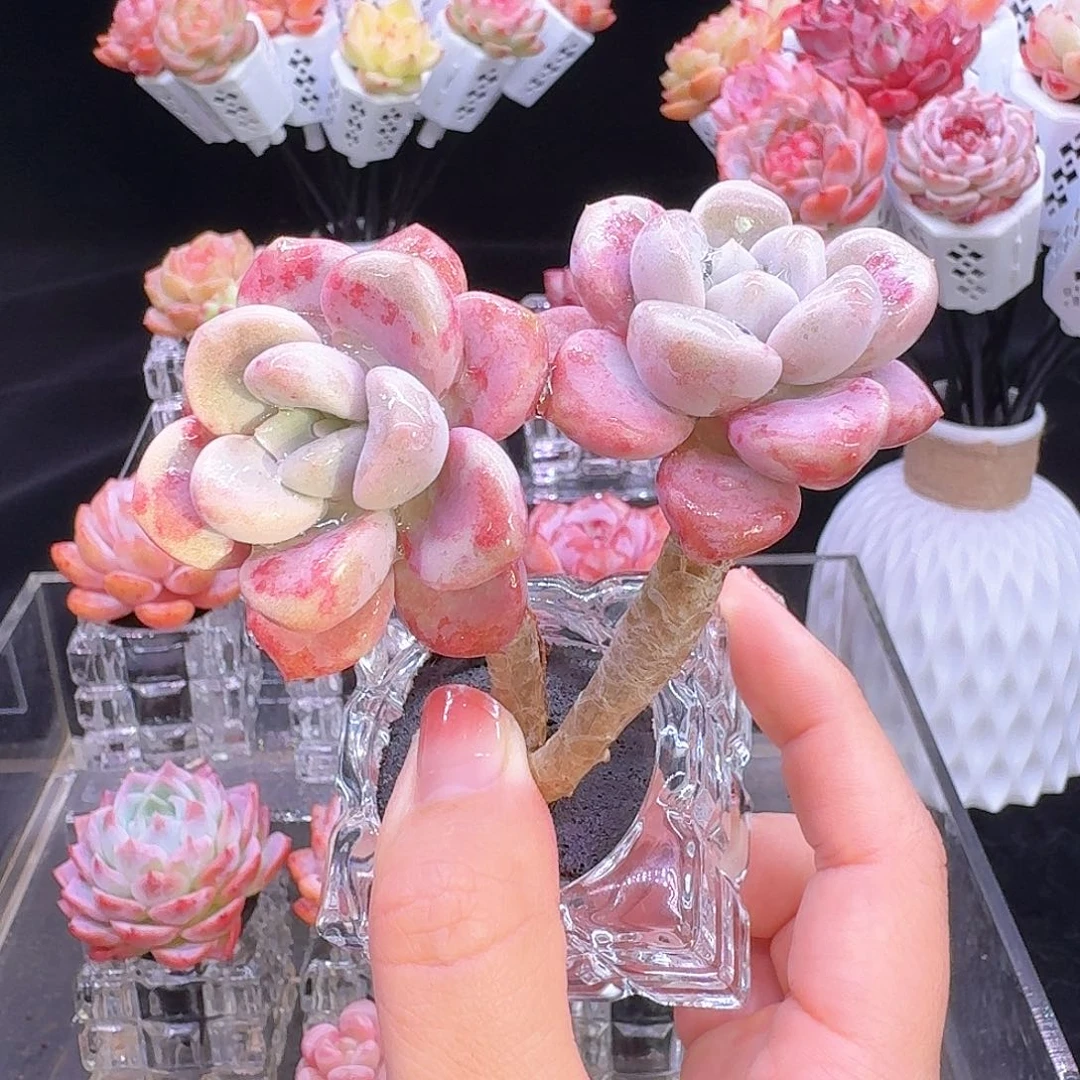 无土多肉植物花斑鹿